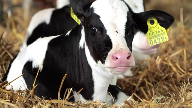 newborn cute calf at a dairy farm, laying in straw. Sweet Calf placidly lying between the straws at a cattle fair.