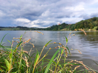 green plants near lake and green hills. Overcast. Slovenia