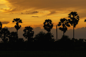 silhouette sugar palm with clouds sunset 