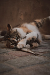 close up of a cat