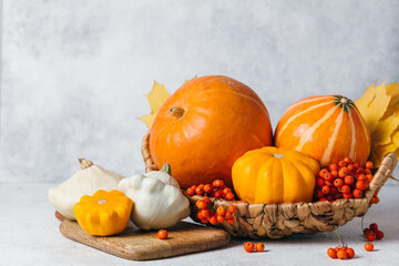 Autumn composition for Thanksgiving Day, still life background with empty copy space. Pumpkin harvest in basket, vegetables, patissons, autumn leaves, red berries on white table kitchen. Fall design.