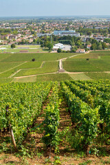 Paysage vignoble