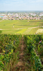 Paysage vignoble