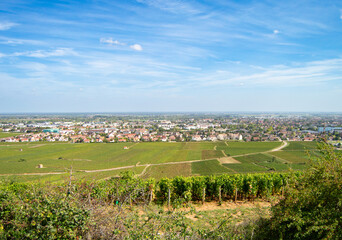 Paysage vignoble