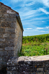 Paysage vignoble