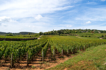 Paysage vignoble