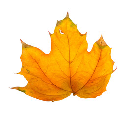 Autumn maple branch with leaves isolated on  background