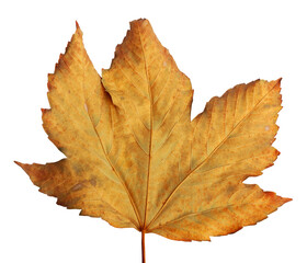Autumn maple branch with leaves isolated on  background