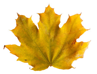 Autumn maple branch with leaves isolated on  background