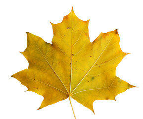 Autumn maple branch with leaves isolated on  background