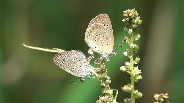 Butterfly are mating on a flower