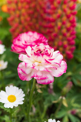 カーネーション