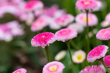 ピンクデイジー