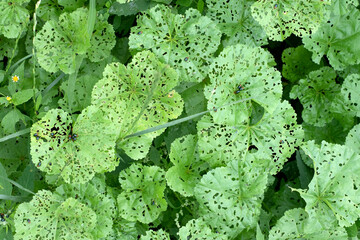 Pests destroying natural green leaves by eating them
