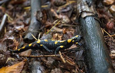 Jaszczurka Salamandra w mokrym jesiennym lesie © kubikactive