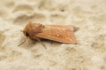 Detailed closeup on the white-point owlet moth, Mythimna albipuncta