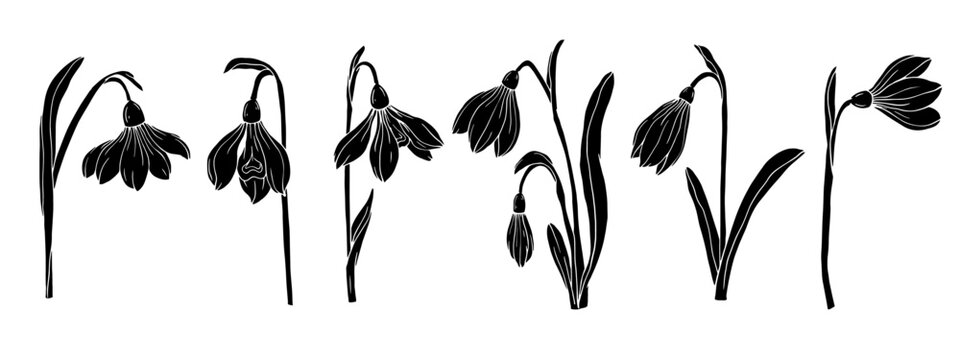 Set of silhouettes of spring snowdrop flowers.Vector graphics.