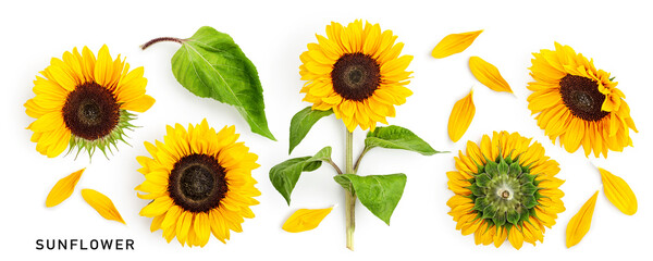 Yellow sunflower flower with leaves collection isolated on white background. - Powered by Adobe