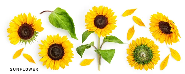 Schilderijen op glas Yellow sunflower flower with leaves collection isolated on white background. © ifiStudio