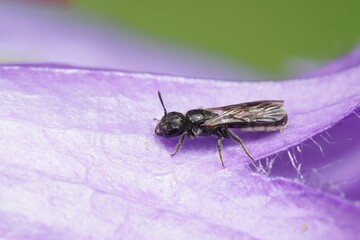 Closeup on a small dark, harebell carpenter-bee Chelostoma campanularum on a purple Geranium pyrenaicum in the garden