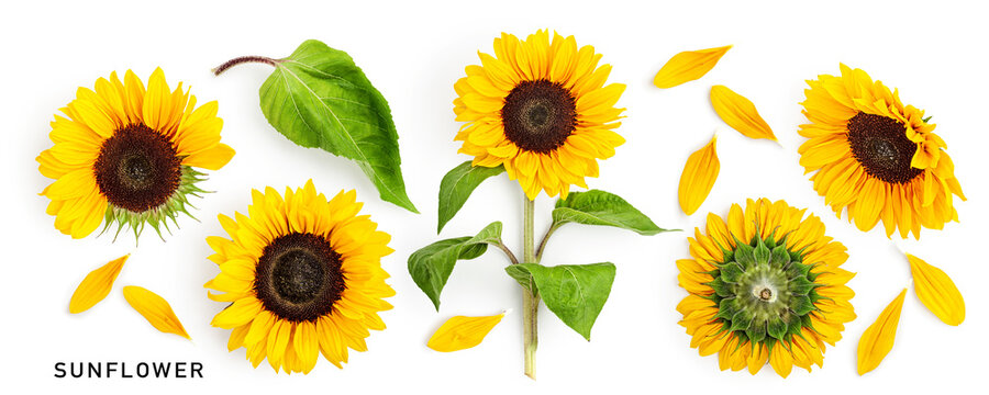 Yellow sunflower flower with leaves collection isolated on white background.