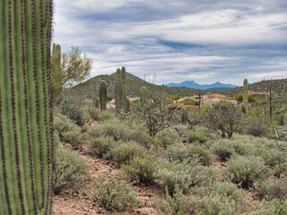 A large group of cactus plants in the desert. Photo of a stunning desert landscape with a vast...