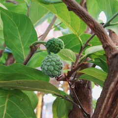 Photo of small Custard Apples is hanging on the branch. Close-up, low angle.