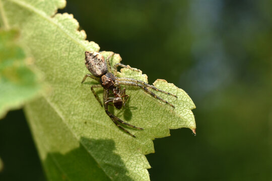 The Tmarus spider caught an ant on the leaves.