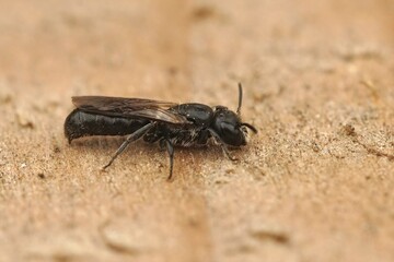 Closeup on a small dark, harebell carpenter-bee Chelostoma campanularum sitting on wood