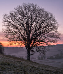 Fototapeta na wymiar Sunrise behind the tree