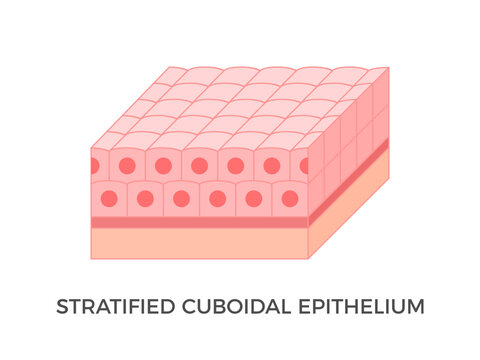 Stratified cuboidal epithelium. Epithelial tissue types. Multiple layers of cube-like cells. Occurs in the excretory ducts of sweat glands and salivary glands. Medical illustration. Vector.