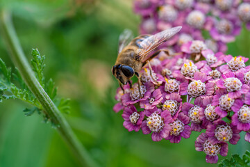 Detail of honeybee in violet yarrow flower, macro. Herb garden with honey bee insect, closeup