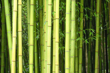 CLOSE UP OF BAMBOO TRUNKS