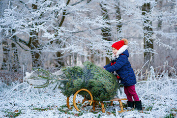 Happy little girl pushing Christmas tree on sleigh. Cute preschool child on fir tree cutting...