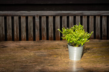 an ornate green potted plant on a wooden solid table with bench behind. decorative houseplant in rustic tin metal bucket pot with simple clean appearance