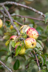 Wild autumn fall apples in northern Europe