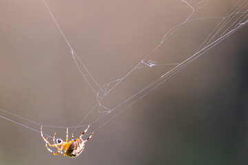 Spider working and spinning web in macro image