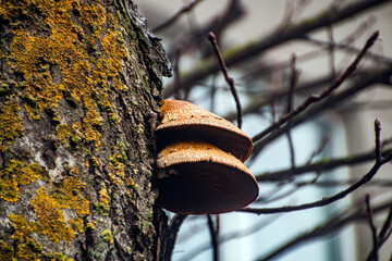 mushrooms growing on a tree trunk close-up