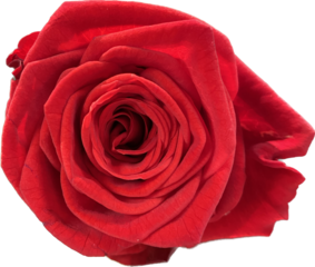 Rosenblüte (freigestellt)