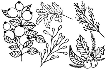 A set of simple winter twigs. Doodle plants for decoration. Spruce branches for the New Year holidays.
