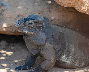 Animals at the Oasis Wildlife Zoo in Fuerteventura