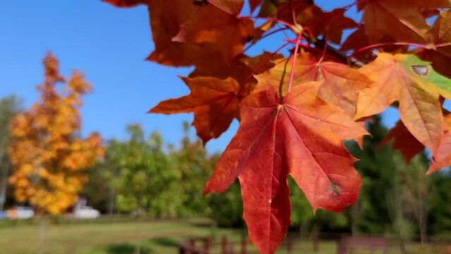 Close-up view of red and orange colored maple leaves on tree branch in a sunny autumn day. Abstract fall background. Soft focus. Copy space for your text. Slow motion video. Beauty in nature theme.