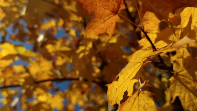 Close-up view of orange colored maple leaves on tree branch in a sunny autumn day. Abstract fall background. Soft focus. Copy space for your text. Slow motion video. Beauty in nature theme.