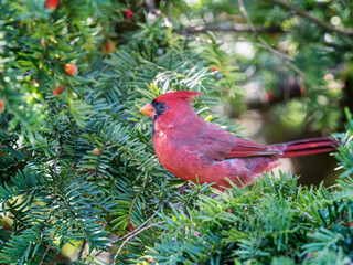 Northern cardinal (male)