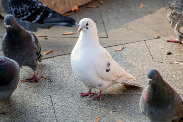 A beautiful white dove sits on a concrete slab among other dark pigeons