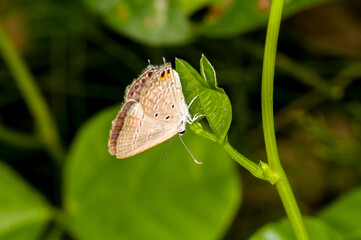 A beautiful butterfly sits on a green leaf in the jungle of Phuket, Thailand