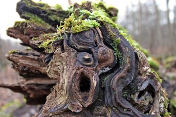 Schreiender Baumstamm im Urwald Sababurg