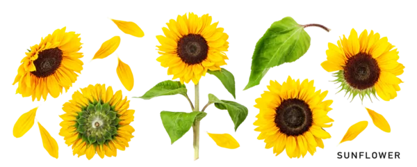 Keuken spatwand met foto Sunflower flowers set isolated. PNG with transparent background. Flat lay. Without shadow. © ifiStudio
