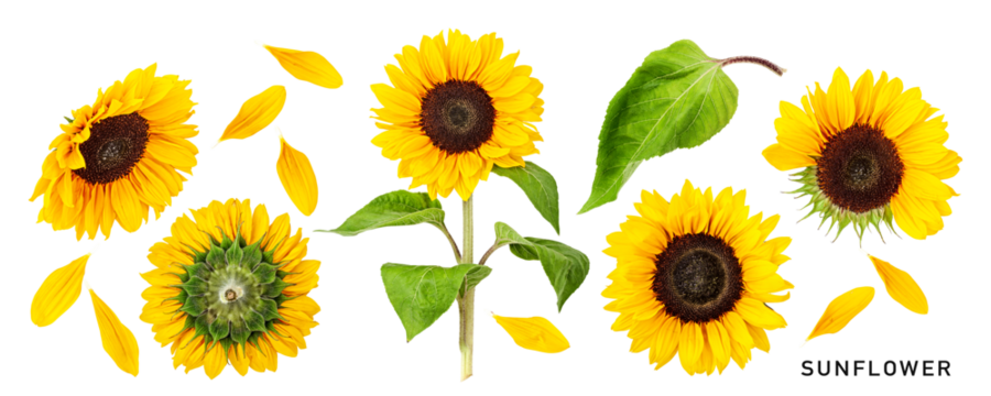 Sunflower flowers set isolated. PNG with transparent background. Flat lay. Without shadow.
