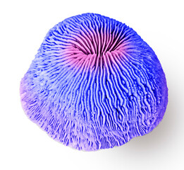 Coral isolated on white background